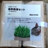 無印良品の猫草キットを育てたレビュー①