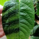マタタビの植え替えをしましたV2（でかい！！）